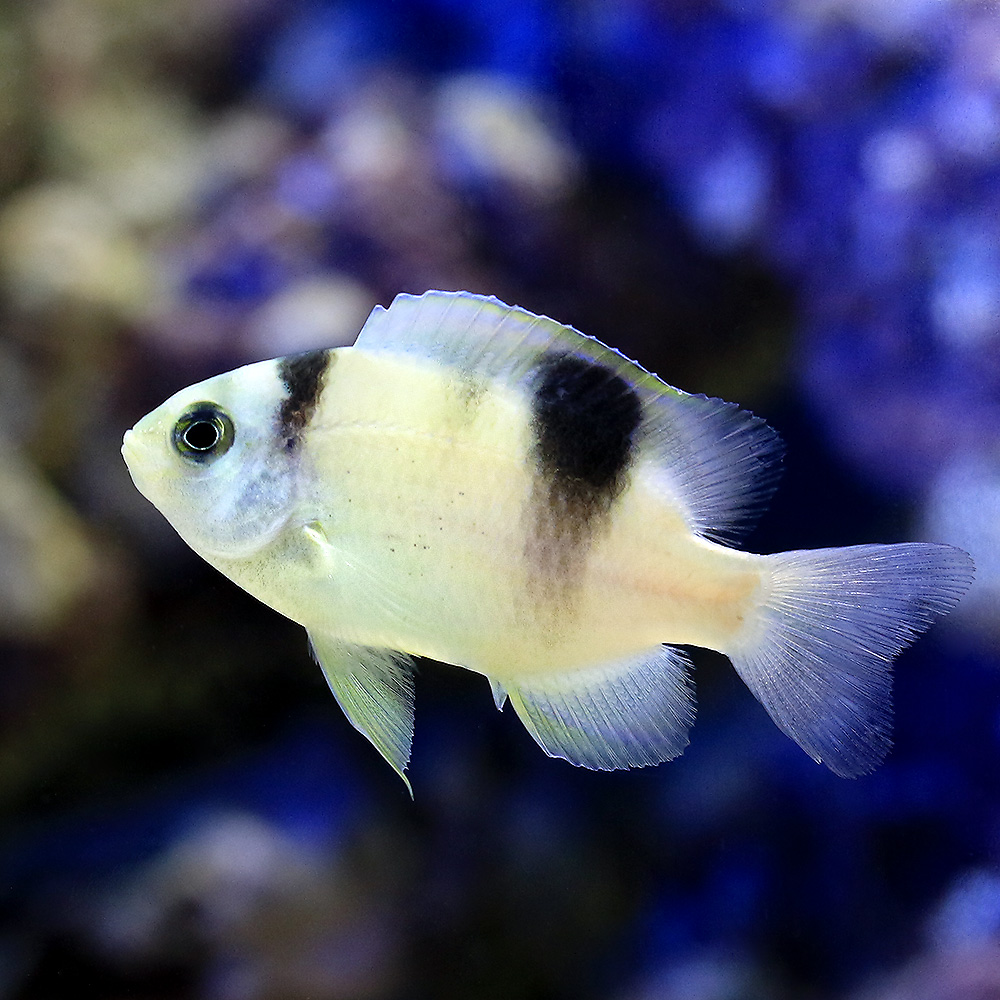 （海水魚）ホワイトダムセル（３匹）