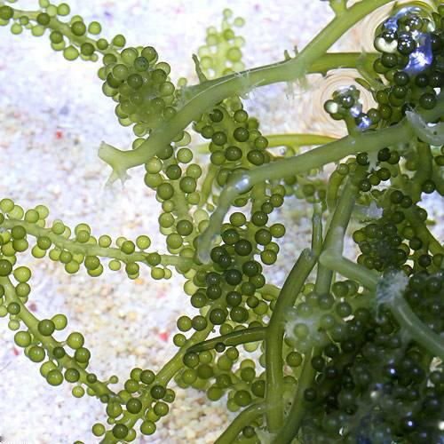 （海水魚）海藻　生餌　ウミブドウミックス　グラム売り　３００ｇ