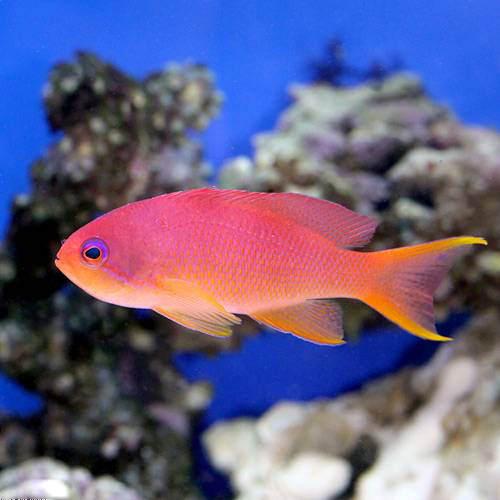 （海水魚）キンギョハナダイ　メス（３匹）