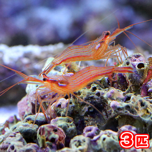 （海水魚）エビ　ペパーミントシュリンプ（ブリード）（３匹）カーリー対策