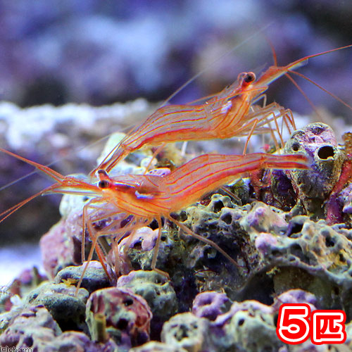 （海水魚）エビ　ペパーミントシュリンプ（ブリード）（５匹）カーリー対策