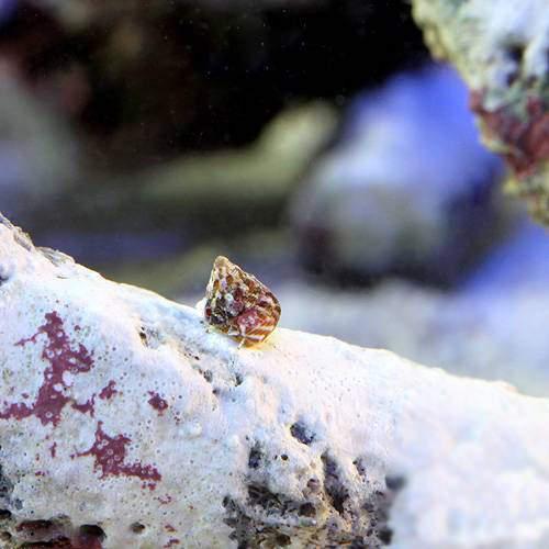 （海水魚）死着保証なし　生餌　エサ用小型巻貝（チグサガイ　ミックス）　コケの掃除（１０匹）　活餌