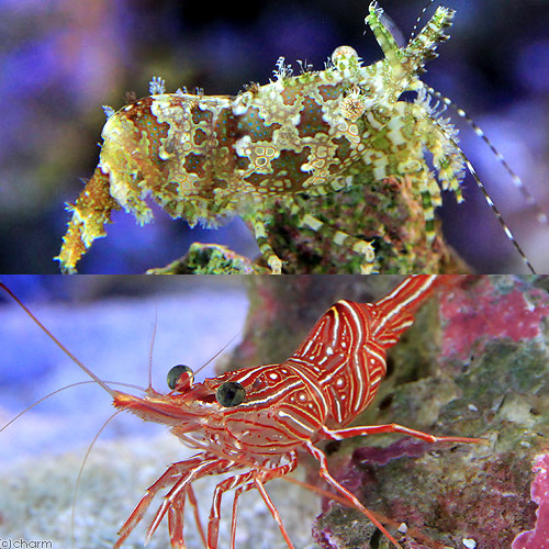 （海水魚）エビ　フシウデサンゴモエビ＋キャメルシュリンプ（各３匹）サロンシュリンプ