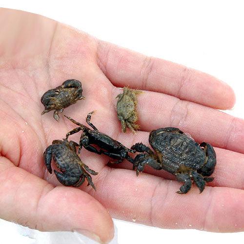 （海水魚）死着保証なし　カニ　生餌　エサ用カニ　ミックス　Ｓサイズ（５匹）　活餌