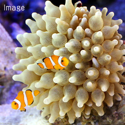 （海水魚）カクレクマノミ　Ｍサイズ（２匹）＋サンゴイソギンチャクセット（１セット）