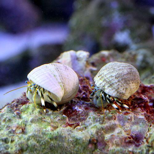 （海水魚）ヤドカリ　沖縄産　シロサンゴヤドカリ（３匹）
