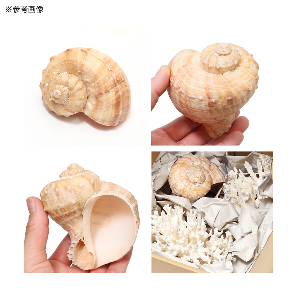 かざりサンゴ・貝殻　Ｌサイズ（３個セット）　（形状お任せ）