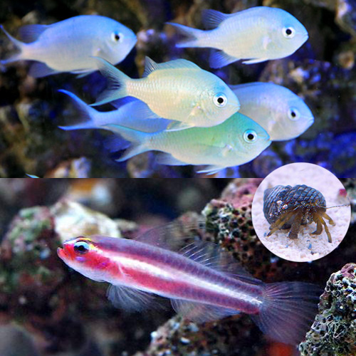 （海水魚）９０ｃｍ水槽立上げテストフィッシュセット（１セット）
