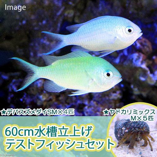 （海水魚）６０ｃｍ水槽立上げテストフィッシュセット（１セット）