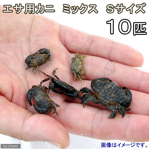 （海水魚）死着保証なし　カニ　生餌　エサ用カニ　ミックス　Ｓサイズ（１０匹）　活餌