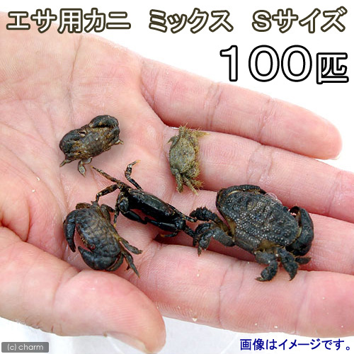 （海水魚）死着保証なし　カニ　生餌　エサ用カニ　ミックス　Ｓサイズ（１００匹）　活餌