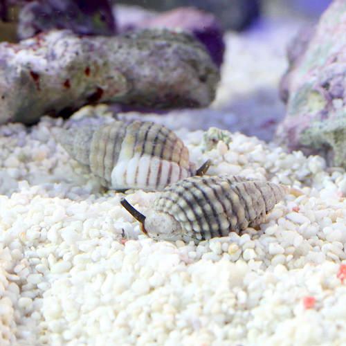 （海水魚）貝　アラムシロガイ（３匹）