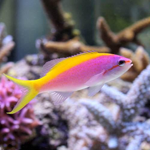 （海水魚）エバンスアンティアス（３匹）