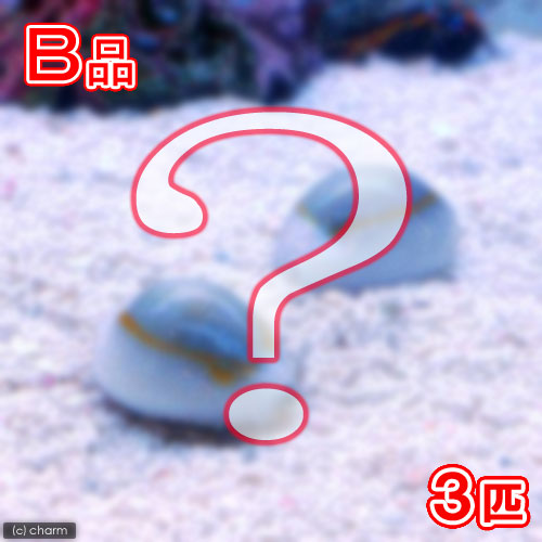 （海水魚）貝　（Ｂ品）タカラガイミックス（３匹）