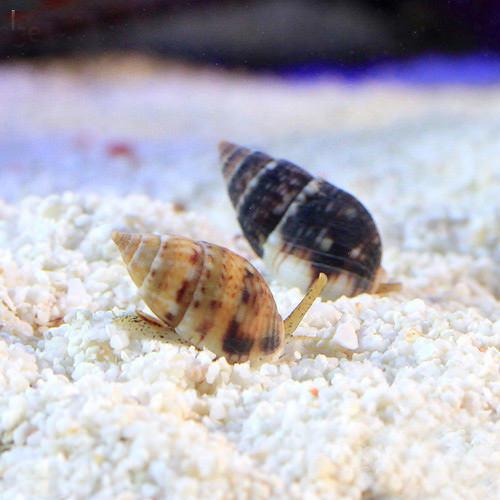（海水魚）貝　マダラヨウバイ　おまかせカラー（３匹）