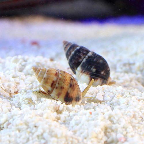 （海水魚）貝　マダラヨウバイ　おまかせカラー（５匹）