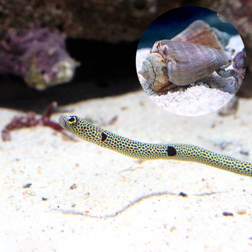 （海水魚）ガーデンイール（１匹）＋マガキガイ（２匹）