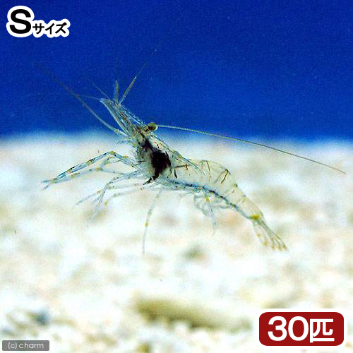 （海水魚）生餌　エサ用エビミックス　Ｓサイズ（３０匹）　活餌