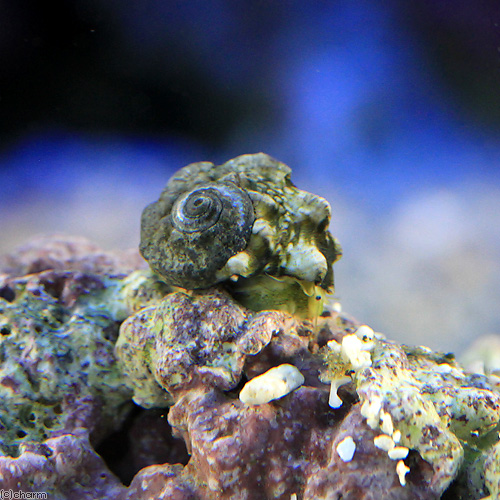 （海水魚）貝　カンギクガイ　Ｓサイズ（９匹）