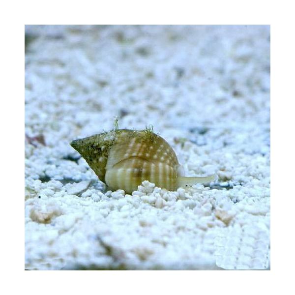 （海水魚）貝　アツムシロガイ　底砂とその他の掃除（５匹）