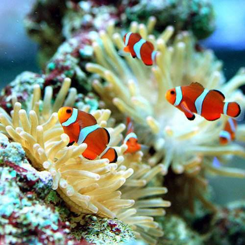（海水魚）カクレクマノミ（国産ブリード）（３匹）熱帯魚