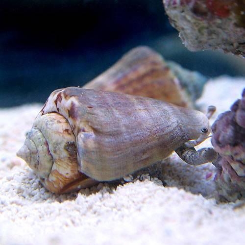 （海水魚）貝　マガキ貝　Ｍサイズ（２匹）