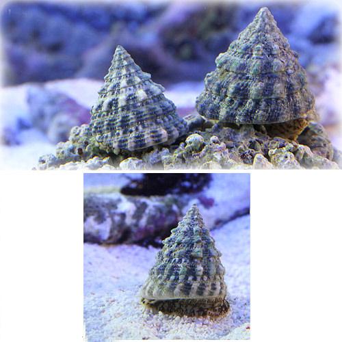 （海水魚）貝　ターボスネール　コケの掃除（１０匹）