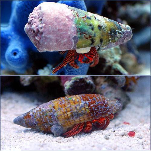 （海水魚）ヤドカリ　ベニワモンヤドカリ（３匹）
