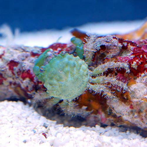 （海水魚）カニ　エメラルドグリーンクラブ（３匹）