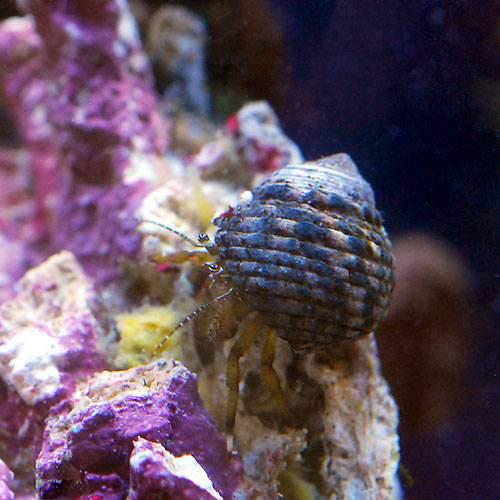 （海水魚）ヤドカリ　ヤドカリミックス　Ｍサイズ（３匹）