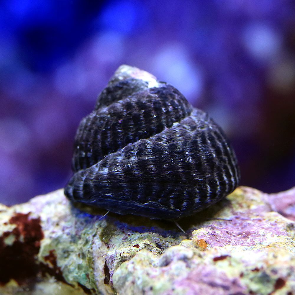 （海水魚）貝　コイソ貝　コケの掃除（９匹）