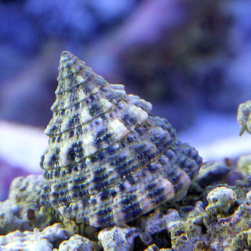 （海水魚）貝　ターボスネール　コケの掃除（２匹）