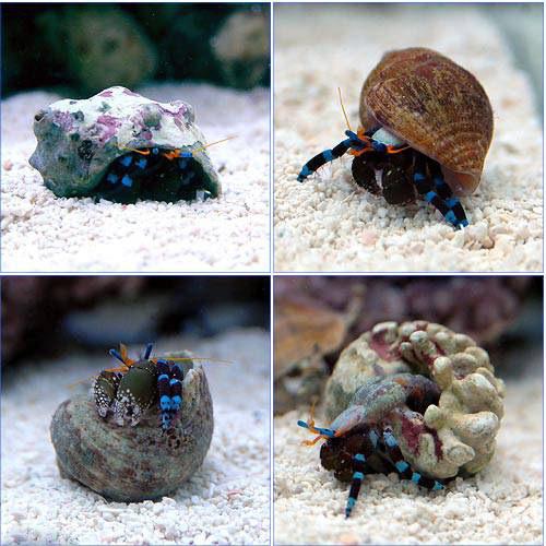 （海水魚）ヤドカリ　ユビワサンゴヤドカリ（３匹）