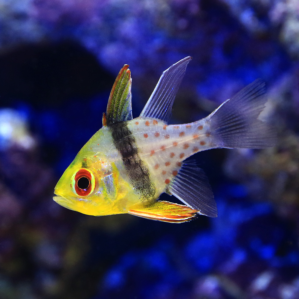 （海水魚）マンジュウイシモチ（３匹）