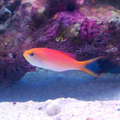 （海水魚）アカネハナゴイ（３匹）