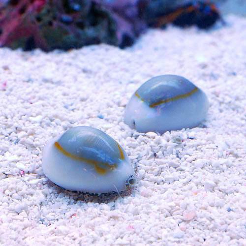 （海水魚）貝　ハナビラタカラガイ（３匹）