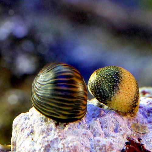 （海水魚）貝　海洋性カノコガイ　Ｓサイズ　コケの掃除（３匹）