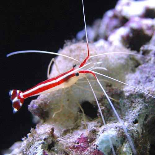 （海水魚）エビ　スカンクシュリンプ　Ｓサイズ（３匹）
