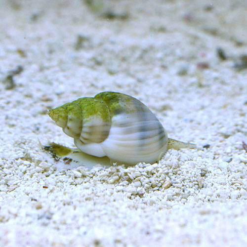 （海水魚）貝　イボヨウバイ　底砂とその他の掃除（６匹）