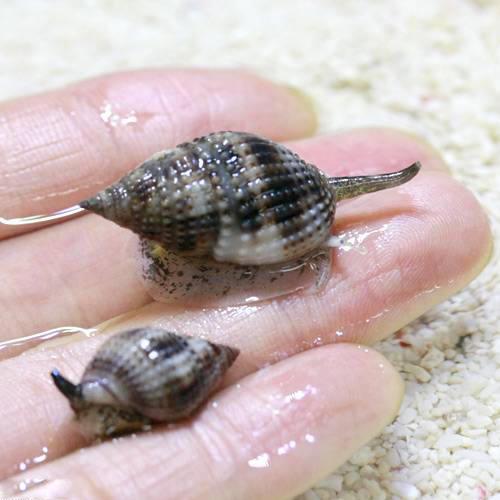 （海水魚）貝　リュウキュウムシロガイ　底砂とその他の掃除（６匹）