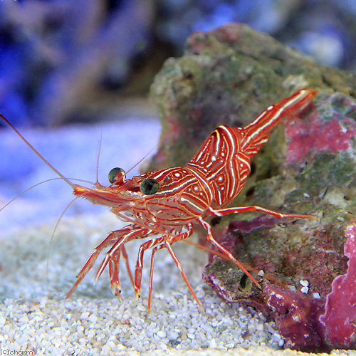 （海水魚）エビ　キャメルシュリンプ（５匹）