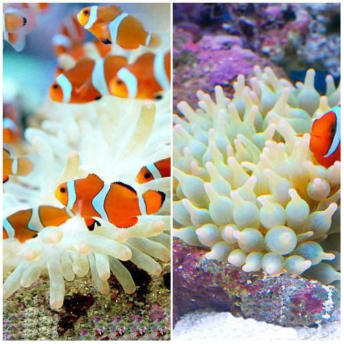 （海水魚）カクレクマノミ（２匹）＋サンゴイソギンチャクセット（１セット）　熱帯魚