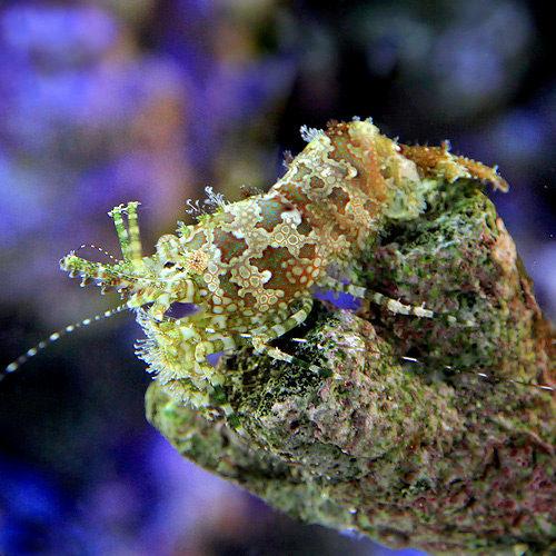（海水魚）エビ　フシウデサンゴモエビ（３匹）