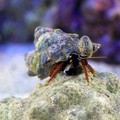 （海水魚）ヤドカリ　クリイロサンゴヤドカリ（３匹）