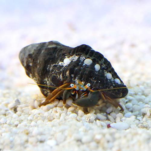 （海水魚）ヤドカリ　沖縄産　スベスベサンゴヤドカリ（３匹）