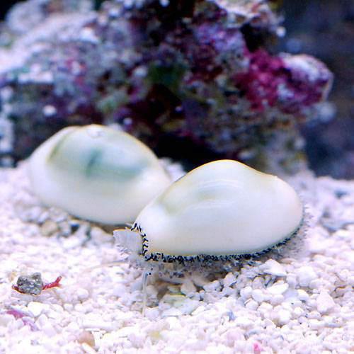 （海水魚）貝　キイロタカラガイ（２匹）