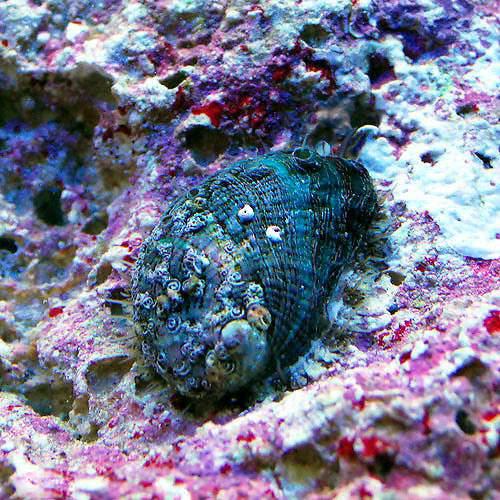 （海水魚）貝　アワビグリーン　Ｓサイズ（３匹）