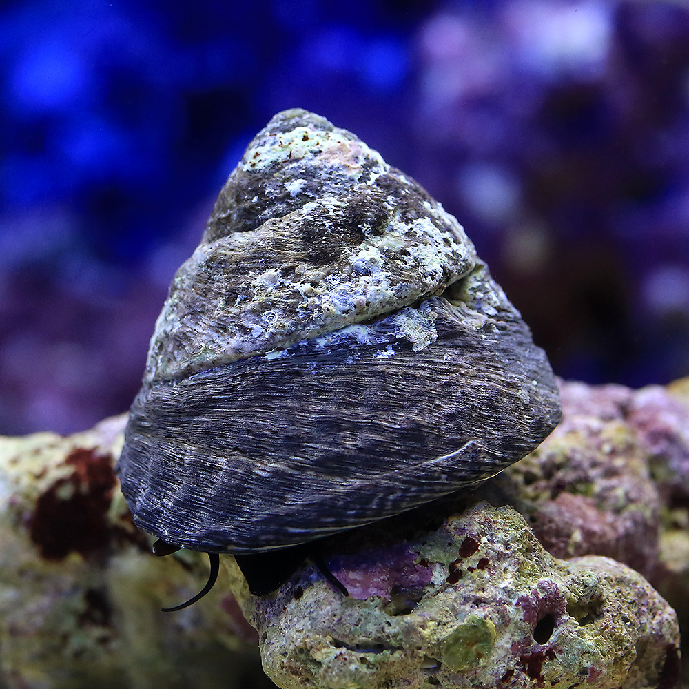 （海水魚）貝　シッタカ貝（バテイラ）　Ｍサイズ（２匹）