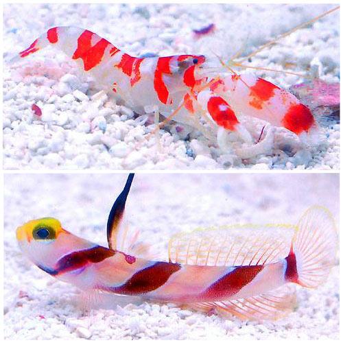 （海水魚）なかよしセットＡ（ネジリンボウ＋ランドール）