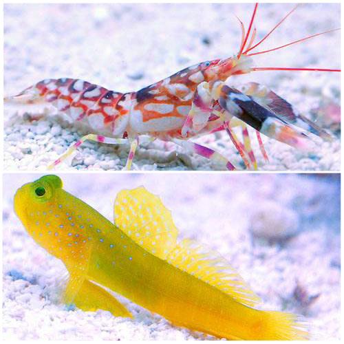 （海水魚）なかよしセットＢ（ギンガハゼ＋ニシキテッポウ）